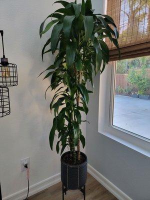 Dracaena Deremensis Lisa with grey wicker planter and stand