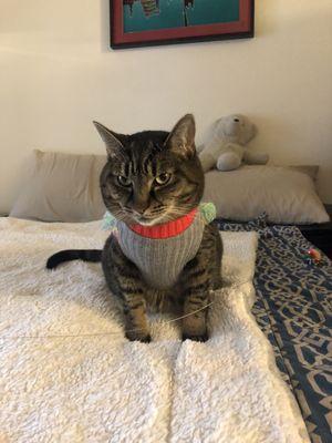 Brown tabby cat named Solstice wearing a dapper winter sweater. She has a disgruntled look on her face