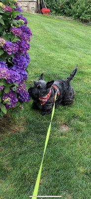 Addie, Scottish terrier after grooming.