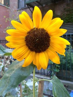 Sunflowers in the city