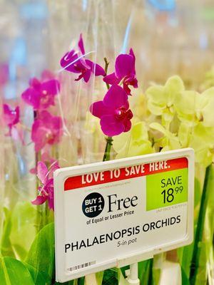 "Orchids on sale"