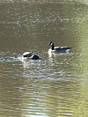 Goose meet Turtle