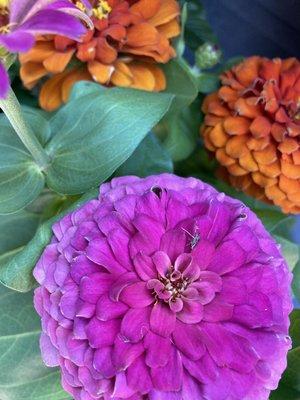 Zinnias