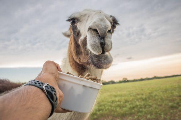 Some of the friendliest llamas in the state of Texas are at the Texas Zoofari Park!