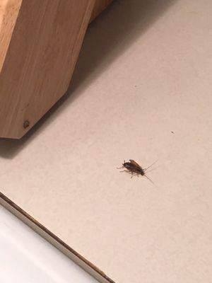 A roach on my counter top