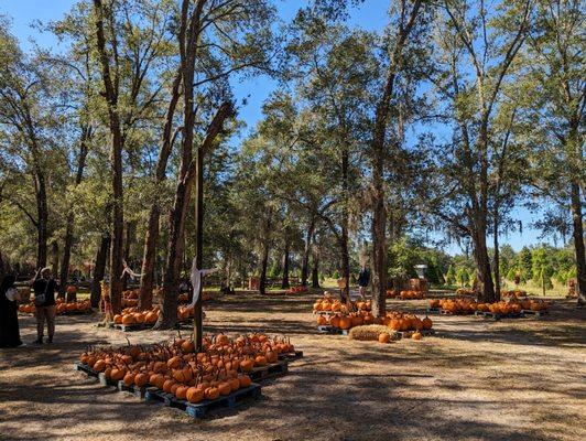 Pumpkins to greet you when you enter