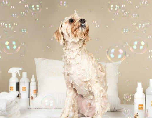 Let us pamper your pet with luxurious services at the Wag Spa. Our premium selection of Wag Hotels Spa Products is ideal for sensitive skin