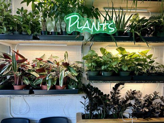 Selection of plants for sale and to give off some great vibes!