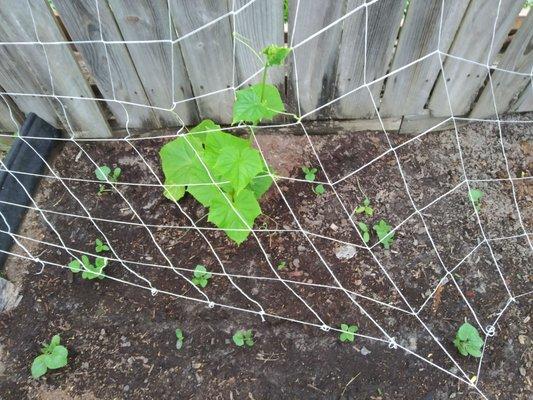 Asian cucumber transplant