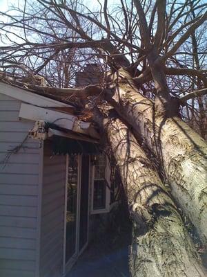 Storm season is here!!!  CALL 215-576-7863 to schedule your FREE Hazardous Tree Inspection before it's too late!