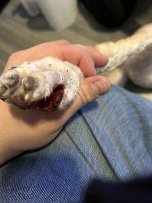 Paw with blood from groom