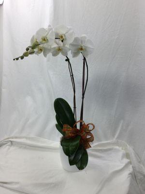 We have Orchids in white, purple and sometimes mixed shades.