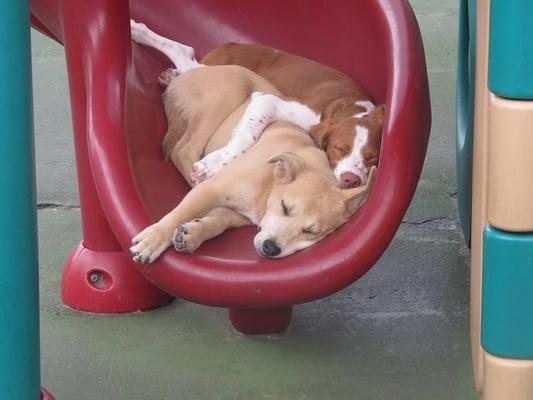 Our pup and his new friend on the slide at Cubby's.