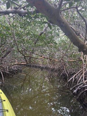 Mangrove