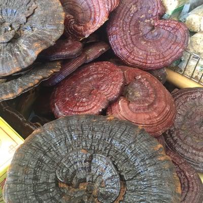 Huge reishi caps