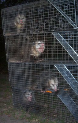 Family of Opossums - Trapping & Removal