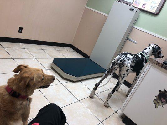 Misha was sniffing the doggy treats on the counter!