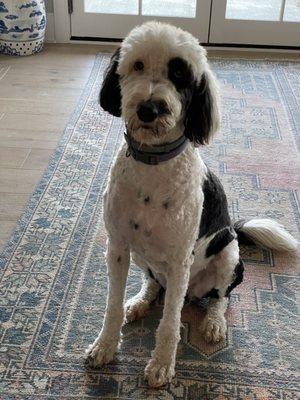 One of my pups, Willow!! Sheepadoodle