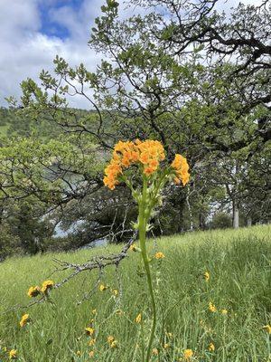 New Melones Reservoir