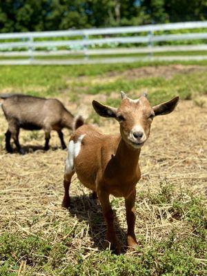 The cutest farm animals ever!