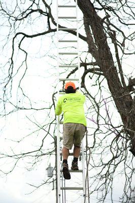 Climbing up the ladder to inspect a tree.