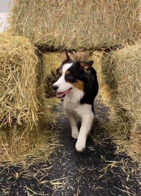 Hay Maze at Waggles Pet Resort's Grand Opening Howl-O-Ween Party