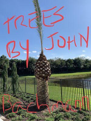 Another failed installation of Canary Island Date Palm by #SouthCoastGrowers which had to be removed by the Pros at RV Tree Trimming