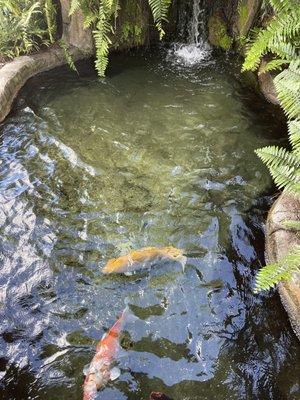 Koi pond