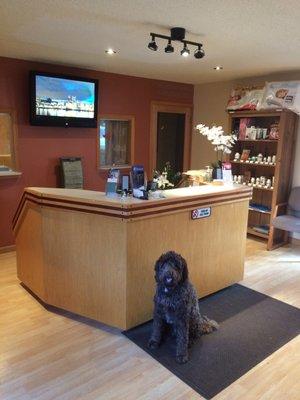 This is Luna, Dr. Segal's awesome Labradoodle who sometimes comes to visit the office.