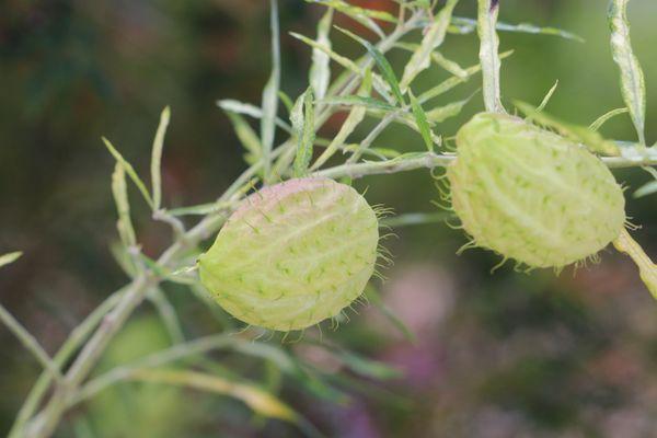 balloon plant