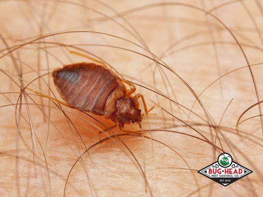 Bed bugs, rodent control, ant control, mosquito, spider, roach, fire ants, wasps, wasp nests, squirrels, fleas, termites