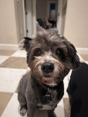 Brody's fresh haircut! Thank you Ali!