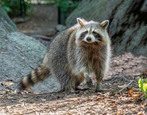 Magic Pest and Lawn offers affordable, humane raccoon control that keeps these pesky creatures from wreaking havoc on your Austin home.