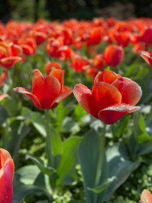 Tulips