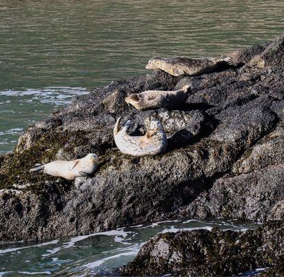 Yaquina Head Outstanding Natural Area - seal fun