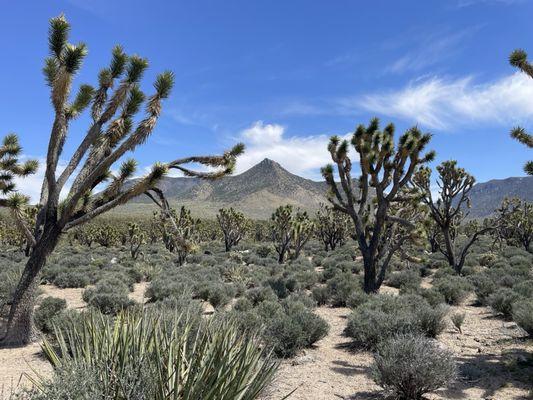 Arizona's Joshua Tree Forest