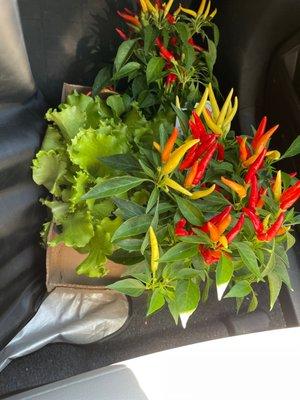 Lettuce and Ornamental peppers