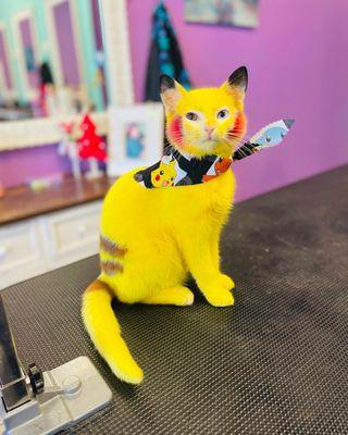 Pikachu cat style groomed with pet safe dye