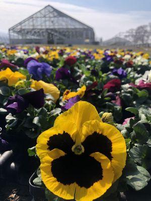 Pansies