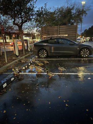 Ducks at Tesla Supercharger