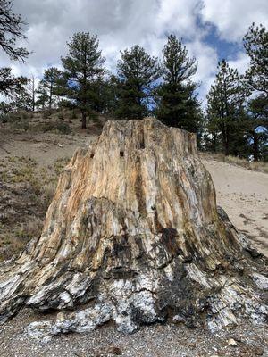 The largest uncovered petrified redwood.