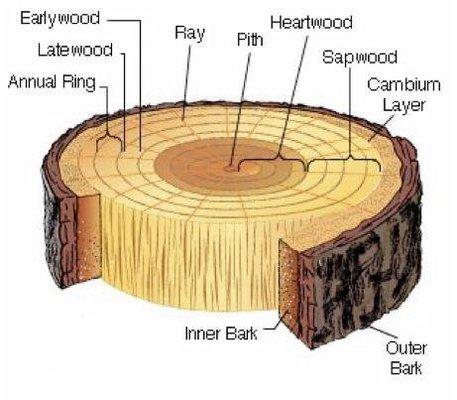 A little study material for when I come out to assess your trees.