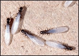 Termite Swarmers