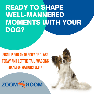 Zoom Room Dog Training