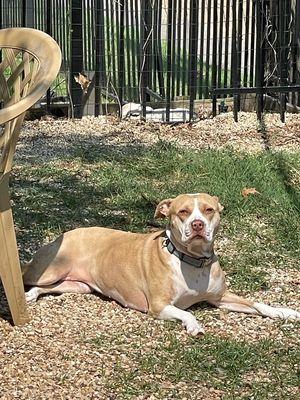 Trophy sun bathing