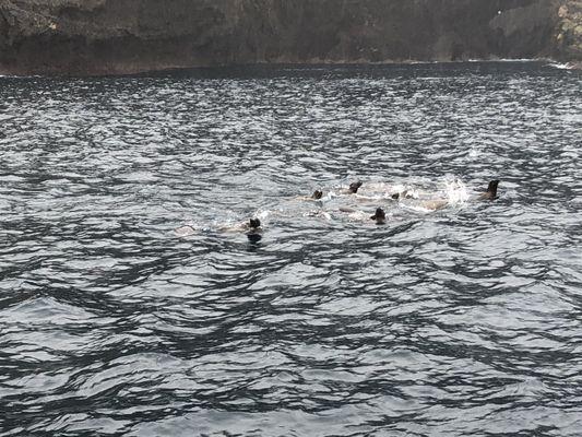 Sea Lions at play Santa Barbara Island