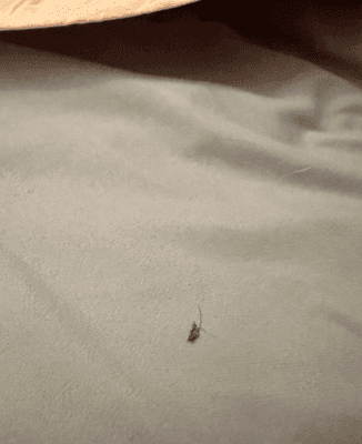 Bugs in the bed