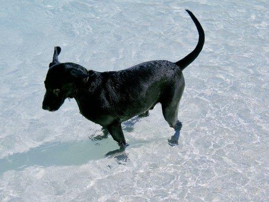 Labs love Lakeside Pet Hospital!