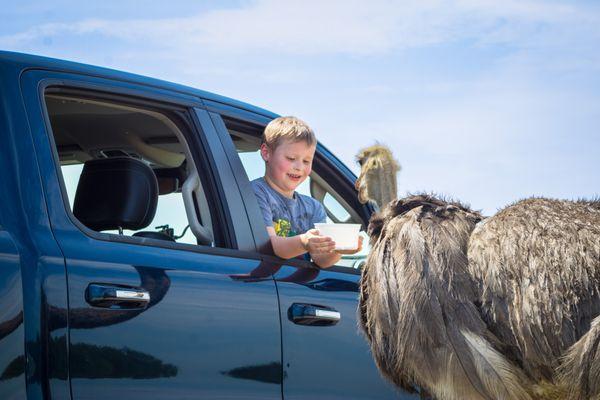 Our ostriches love coming up to the car for a snack.