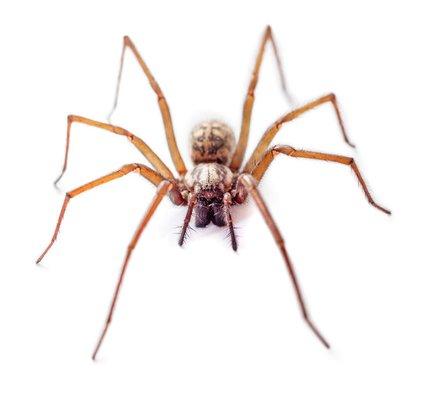 Eliminate Spider Problems Before They Happen w/ Our Proactive Programs